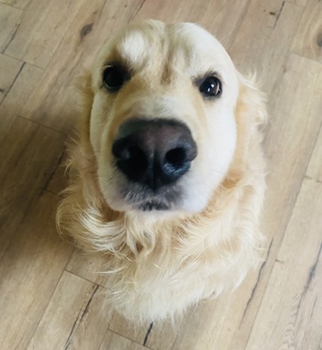 Vivre avec un chien : les bienfaits sur la santé physique et émotionnelle